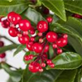 Ardisia crenata