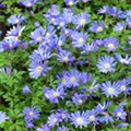 Anemone blanda