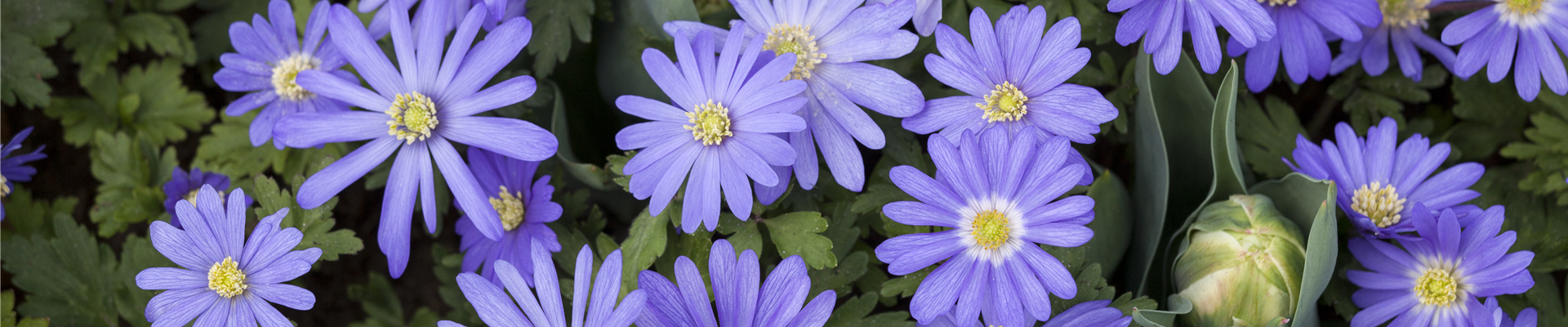 Anemone blanda