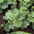 Alchemilla mollis