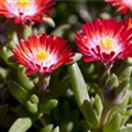 Delosperma cooperi