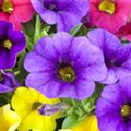 Calibrachoa 'Celebration® Karneval'