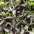 Capsicum annuum 'Salsa Purple'