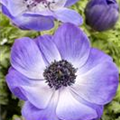 Anemone coronaria