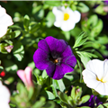 Calibrachoa 'Confetti'