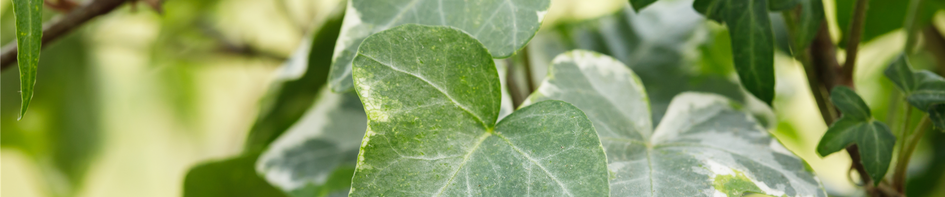 Hedera helix