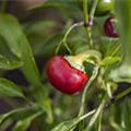 Capsicum annuum 'Tomate'