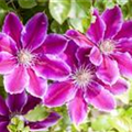 Clematis 'Dr. Ruppel'