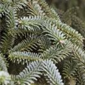 Abies pinsapo 'Kelleriis'