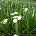 Alisma ranunculoides