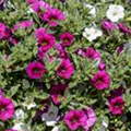 Calibrachoa 'Crazy Einhorn'