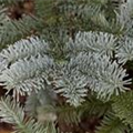 Abies procera 'Glauca'