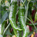 Capsicum annuum var. acuminatum 'Impala F1'