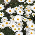 Argyranthemum 'Crazy Daisy'