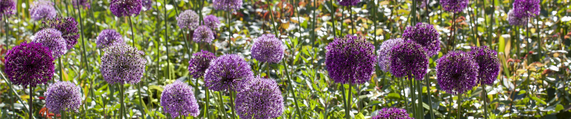 Allium aflatunense