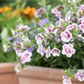 Calibrachoa 'PinkTastic'