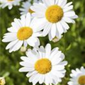 Argyranthemum frutescens