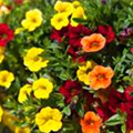 Calibrachoa 'Trixi'®