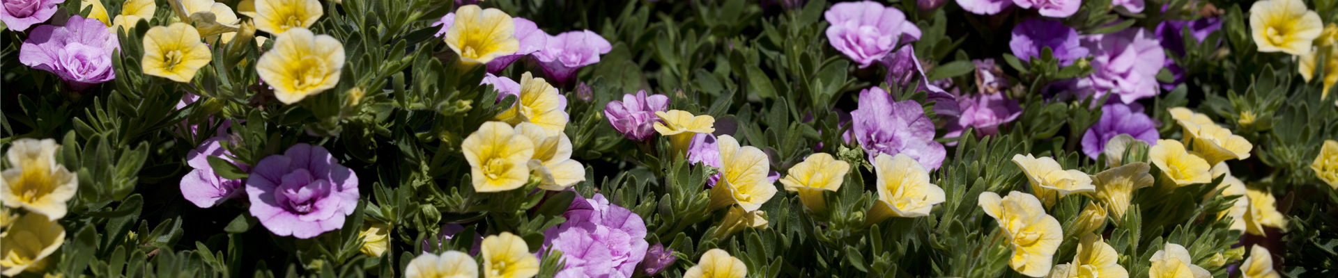 Calibrachoa