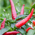 Capsicum annuum var. longum 'Halblanger Vulkan'