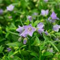 Campanula cochleariifolia 'Alpine Breeze'