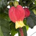 Abutilon megapotamicum 'Big Bell'