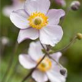 Anemone japonica