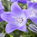 Campanula cochleariifolia 'Spring Bell'®