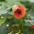 Abutilon megapotamicum 'Red Trumpet'