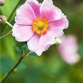 Anemone hupehensis 'Pink Saucer'