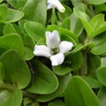 Bacopa caroliniana