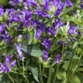 Campanula glomerata 'Bellefleur Blue'