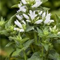 Campanula glomerata 'Bellefleur White'