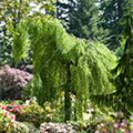 Betula pendula 'Youngii'