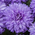 Aster novi-belgii, blau