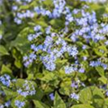 Brunnera macrophylla