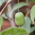 Actinidia arguta 'KiwiBerry'®