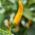 Capsicum baccatum 'Lemon Drop'