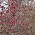 Cornus alba 'Sibirica'