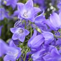 Campanula rotundifolia 'Thumbell® Blue'