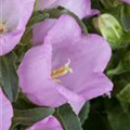 Campanula medium 'Appeal Pink'