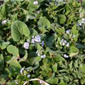 Brunnera macrophylla 'Langtrees'