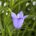 Campanula medium