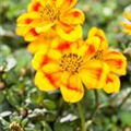 Bidens ferulifolia 'BeeDance'®