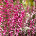 Calluna Beauty Ladies® 'High Five'