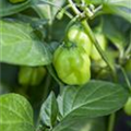 Capsicum chinense 'Habanero'