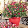 Argyranthemum frutescens, rot