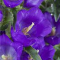 Campanula 'Poem'