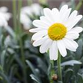 Argyranthemum frutescens, Stamm