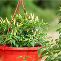 Capsicum frutescens 'Thai Chili'